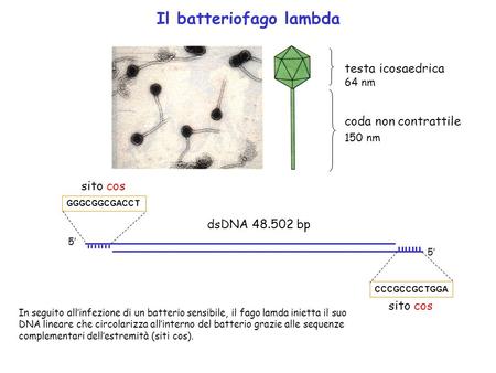 Il batteriofago lambda