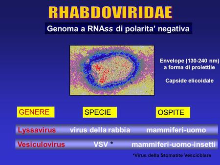 RHABDOVIRIDAE Genoma a RNAss di polarita’ negativa GENERE SPECIE