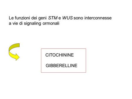 Le funzioni dei geni STM e WUS sono interconnesse