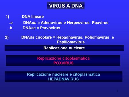 VIRUS A DNA 1) DNA lineare