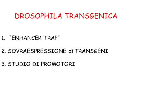 DROSOPHILA TRANSGENICA