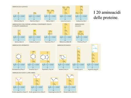 I 20 aminoacidi delle proteine.