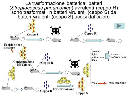 La trasformazione batterica: batteri (Streptococcus pneumoniea) avirulenti (ceppo R) sono trasformati in batteri virulenti (ceppo S) da batteri virulenti.