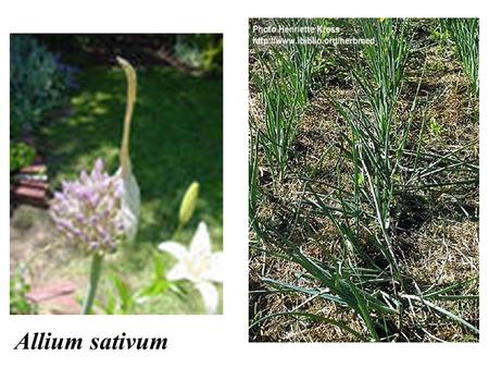 Allium sativum.