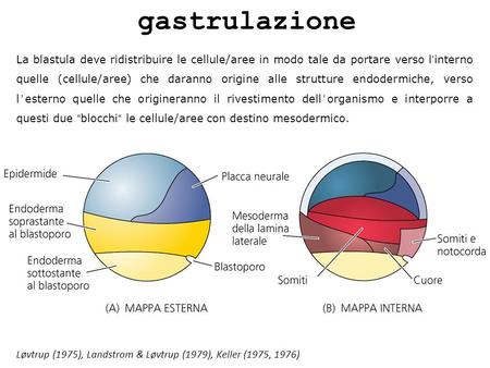 Gastrulazione La blastula deve ridistribuire le cellule/aree in modo tale da portare verso l’interno quelle (cellule/aree) che daranno origine alle strutture.