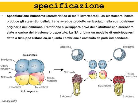 Specificazione Specificazione Autonoma (caratteristica di molti invertebrati). Un blastomero isolato produce gli stessi tipi cellulari che avrebbe prodotto.