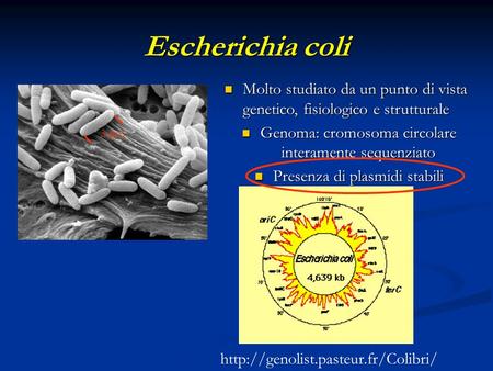 Escherichia coli Molto studiato da un punto di vista genetico, fisiologico e strutturale Molto studiato da un punto di vista genetico, fisiologico e strutturale.