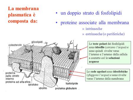 La membrana plasmatica è composta da: un doppio strato di fosfolipidi