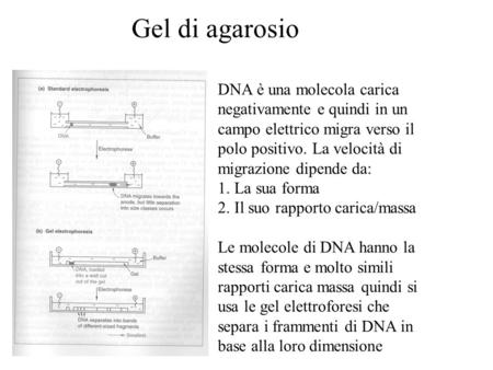 Gel di agarosio DNA è una molecola carica negativamente e quindi in un campo elettrico migra verso il polo positivo. La velocità di migrazione dipende.