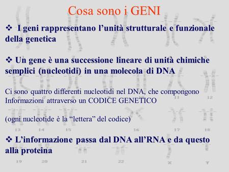Cosa sono i GENI I geni rappresentano l’unità strutturale e funzionale della genetica Un gene è una successione lineare di unità chimiche semplici (nucleotidi)