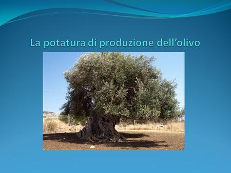 La potatura di produzione dell’olivo