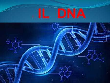 1 IL DNA.