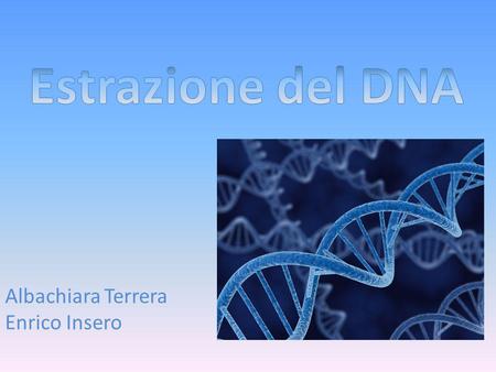 Estrazione del DNA Albachiara Terrera Enrico Insero.