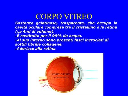 CORPO VITREO Sostanza gelatinosa, trasparente, che occupa la cavità oculare compresa tra il cristallino e la retina (ca 4ml di volume). È costituito.