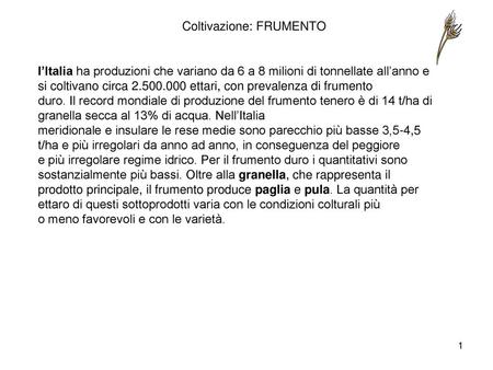 Coltivazione: FRUMENTO