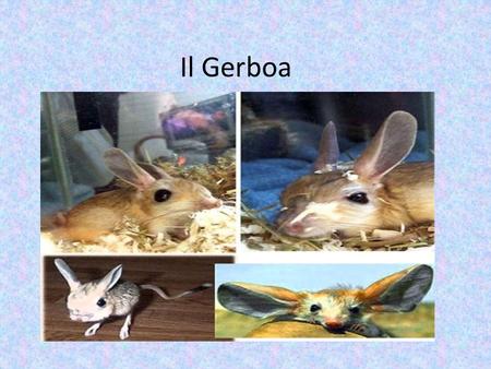 Il Gerboa.