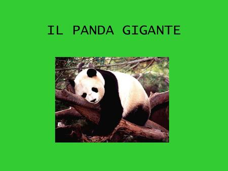 IL PANDA GIGANTE.