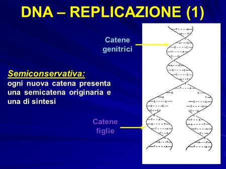 DNA – REPLICAZIONE (1) Semiconservativa: Catene genitrici