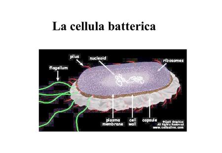 La cellula batterica.