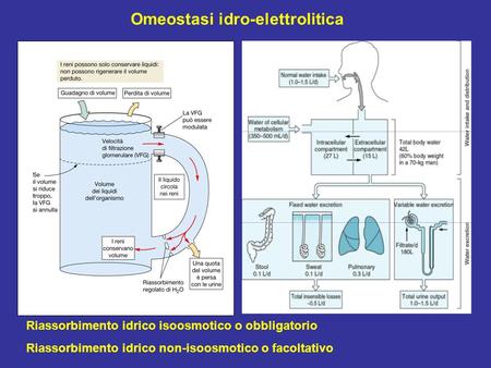 Omeostasi idro-elettrolitica