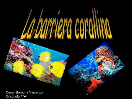 La barriera corallina Cesar Borbor e Vincenzo Criscuolo 1°A.