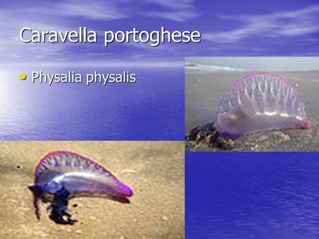 Caravella portoghese Physalia physalis.