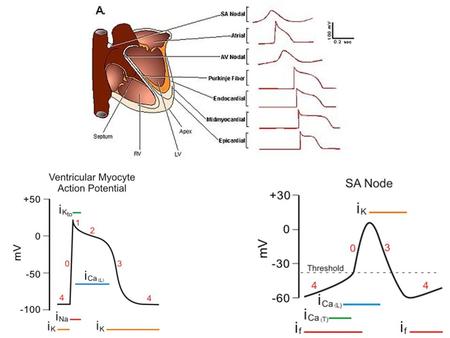 COSA DOBBIAMO RICORDARE 14. Sistema cardiocircolatorio I: Il Cuore Circolazione sistemica e polmonare: Funzioni del sistema Cenni di anatomia.