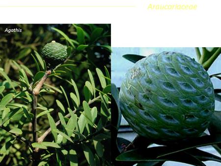 Araucariaceae Coniferophyta Pinopsida Pinidae - Conifere Agathis