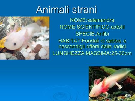 Animali strani NOME:salamandra NOME SCIENTIFICO:axtotil SPECIE:Anfibi