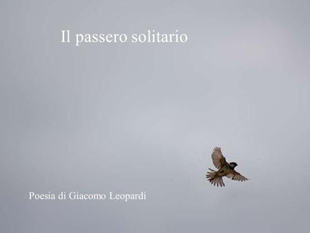 Il passero solitario Poesia di Giacomo Leopardi.