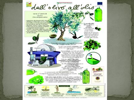 L’olio d’oliva. L’olio d’oliva Categorie merceologiche: Per gli oli di oliva ci sono quattro categorie corrispondenti a quattro tipi commerciali,