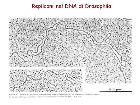 Repliconi nel DNA di Drosophila. Lewin, IL GENE VIII, Zanichelli editore S.p.A. Copyright © 2006.