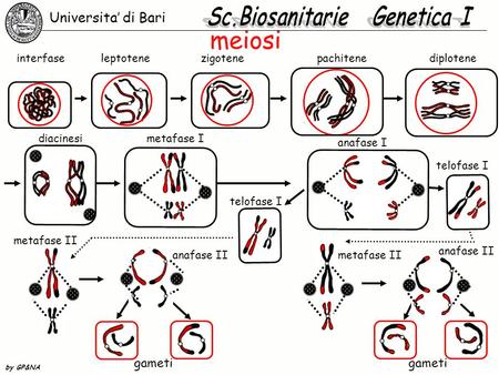 Sc.Biosanitarie Genetica I