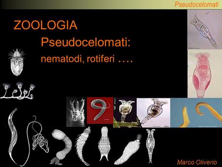 Pseudocelomati: nematodi, rotiferi ….