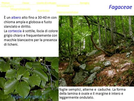 Fagaceae Fagus sylvatica L.