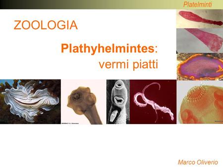 Plathyhelmintes: vermi piatti