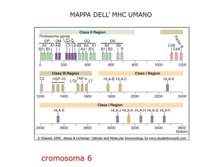 MAPPA DELL’ MHC UMANO cromosoma 6.