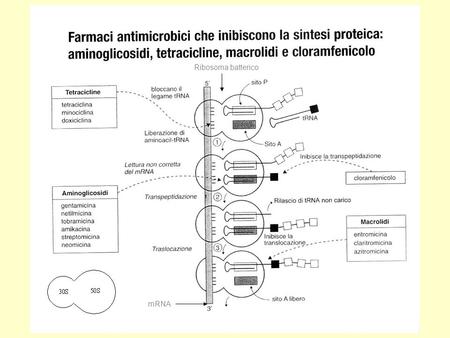 Ribosoma batterico mRNA.