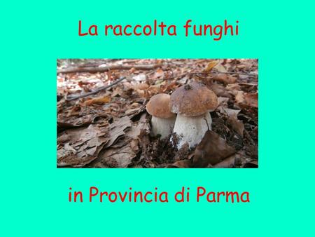 La raccolta funghi in Provincia di Parma.