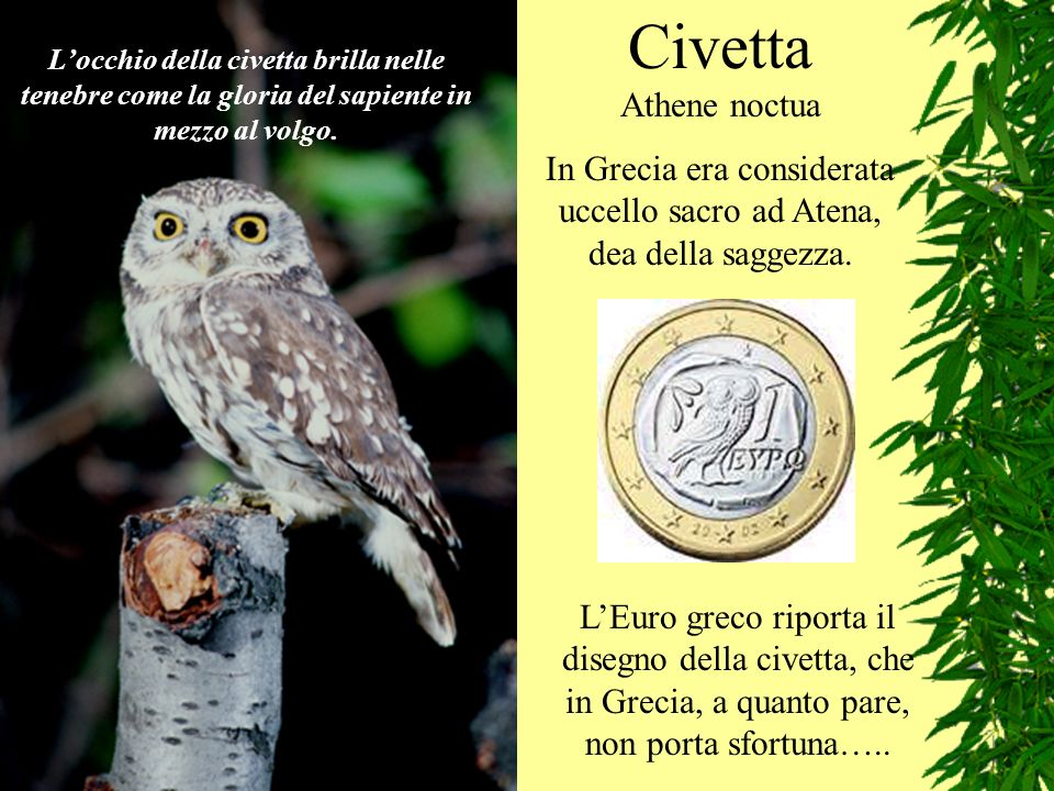 Topici mondezzari... - Pagina 20 In+Grecia+era+considerata+uccello+sacro+ad+Atena%2C+dea+della+saggezza.