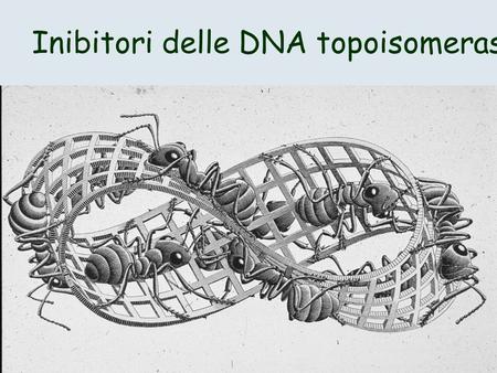 Inibitori delle DNA topoisomerasi