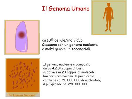Il Genoma Umano ca 1013 cellule/individuo.