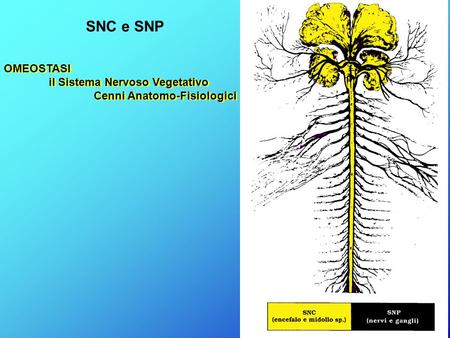 SNC e SNP OMEOSTASI il Sistema Nervoso Vegetativo