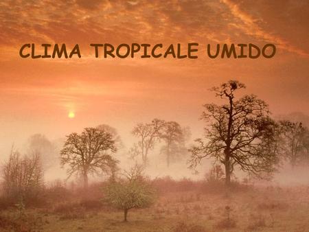 CLIMA TROPICALE UMIDO.