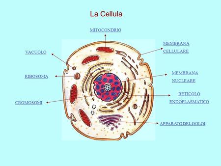 La Cellula MITOCONDRIO MEMBRANA CELLULARE VACUOLO MEMBRANA NUCLEARE