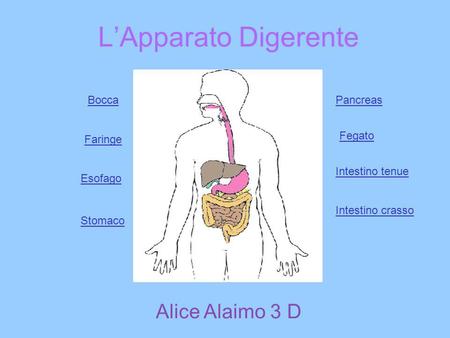 L’Apparato Digerente Alice Alaimo 3 D Bocca Pancreas Fegato Faringe