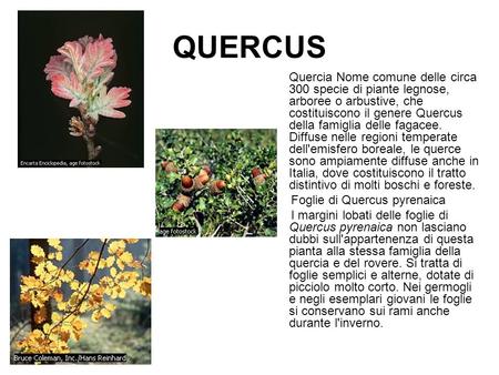 QUERCUS Foglie di Quercus pyrenaica
