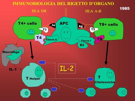 IL-2 IMMUNOBIOLOGIA DEL RIGETTO D’ORGANO 1985 HLA DR HLA A-B T4+ cells