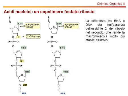Acidi nucleici: un copolimero fosfato-ribosio