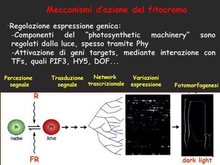 Meccanismi d’azione del fitocromo